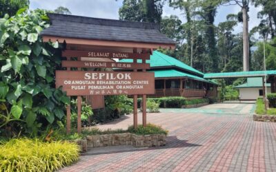 SUPPORT FOR ENDANGERED ORANGUTANS NEARS